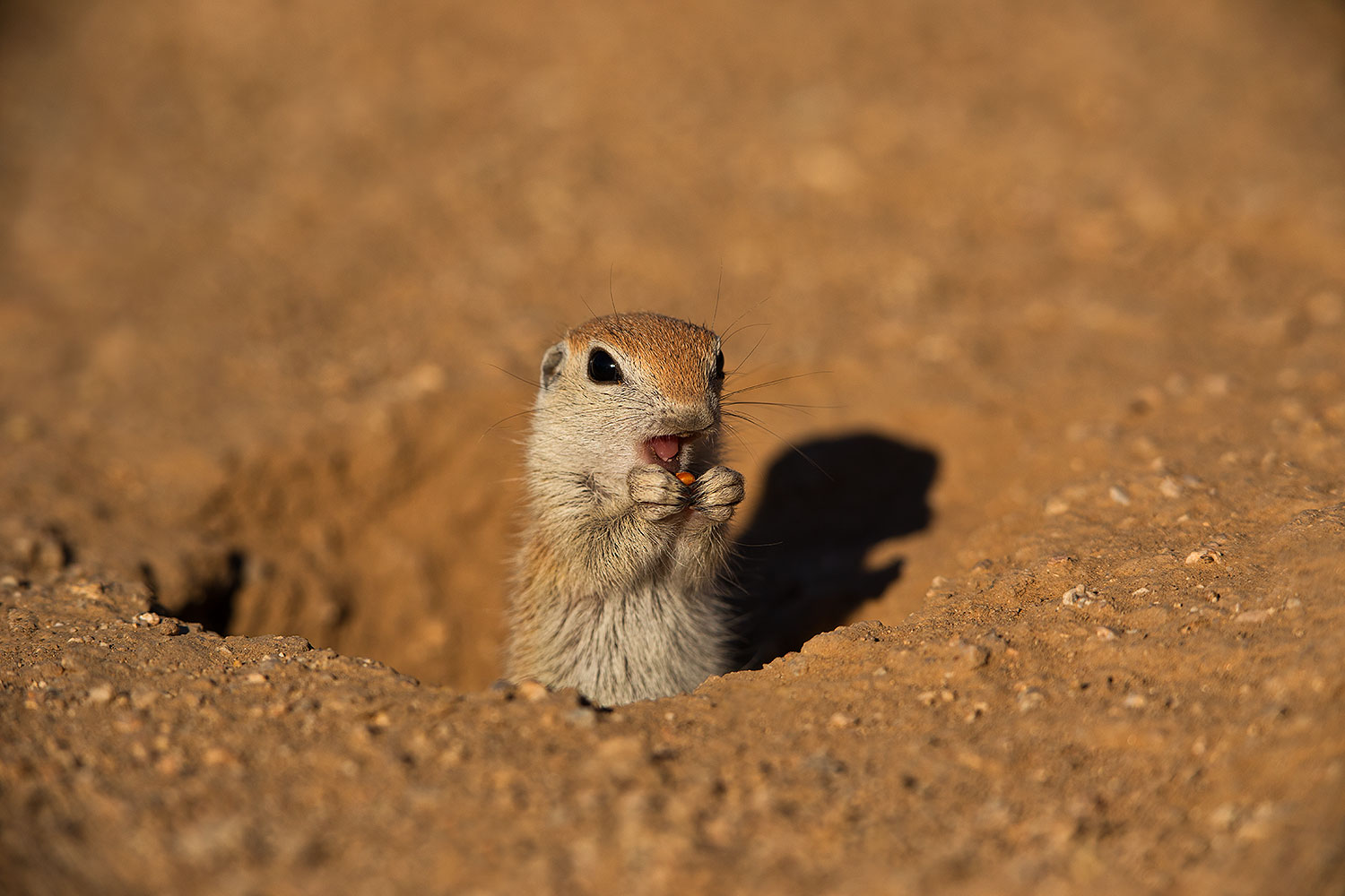 2019-05-13-gv-creatures-viv1-5d4_2281