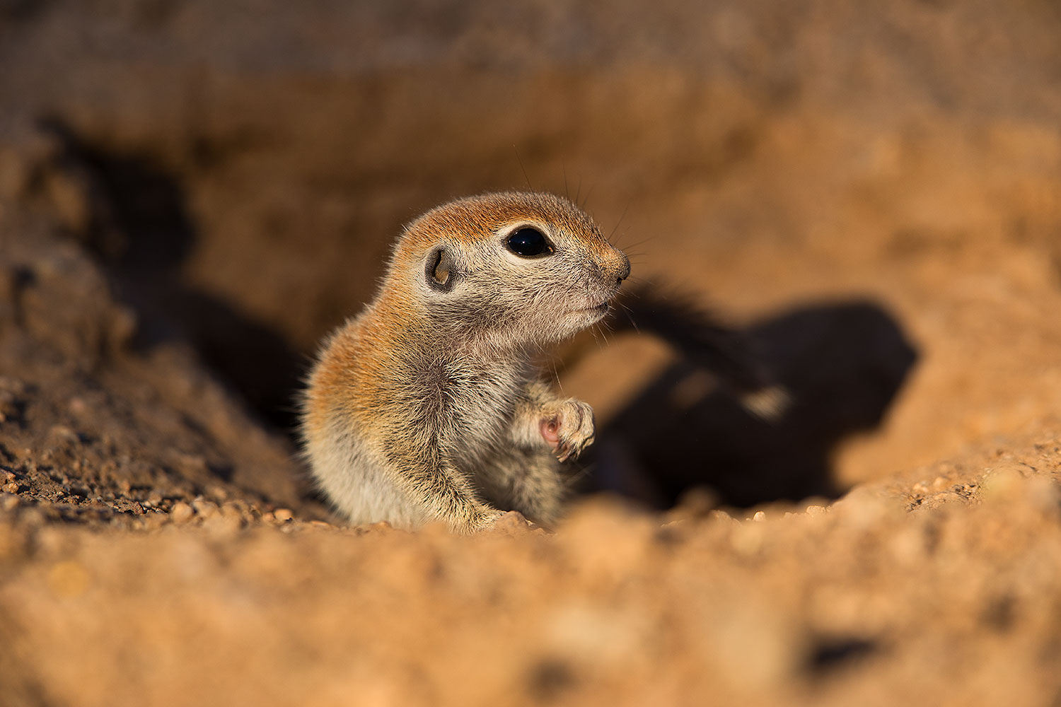 2019-05-13-gv-creatures-viv1-5d4_2407