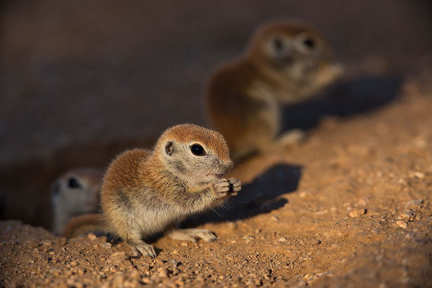 2019-05-13-gv-creatures-viv1-5d4_2779