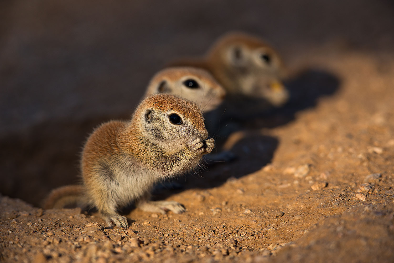2019-05-13-gv-creatures-viv1-5d4_2830