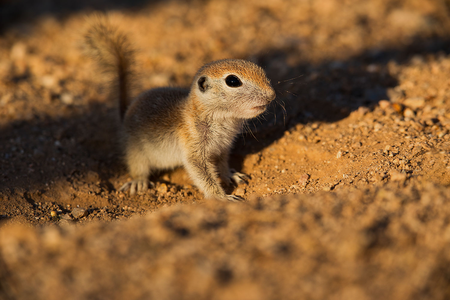 2019-05-13-gv-creatures-viv1-5d4_3399
