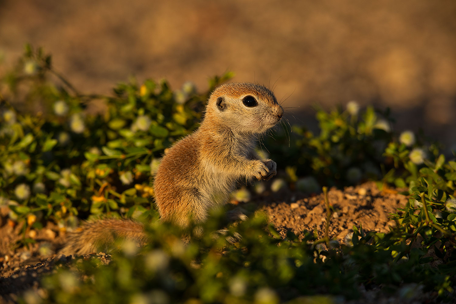 2019-05-14-gv-creatures-ton1-5d4_4977