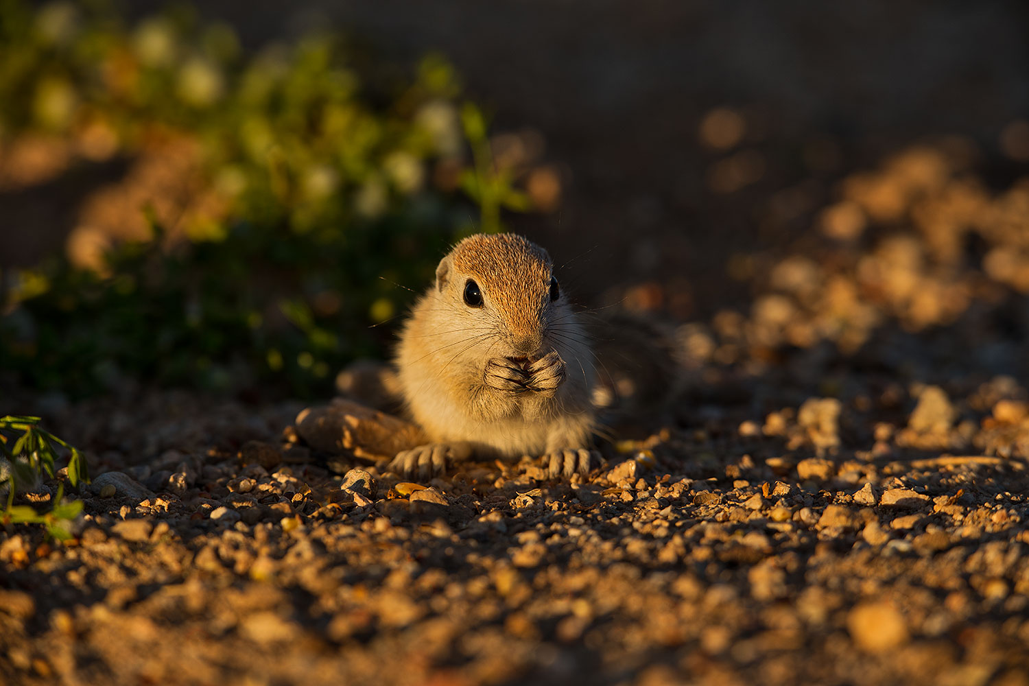 2019-05-14-gv-creatures-ton1-5d4_5150