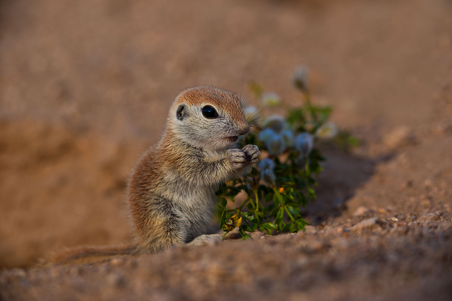 2019-05-14-gv-creatures-viv1-5d4_3769