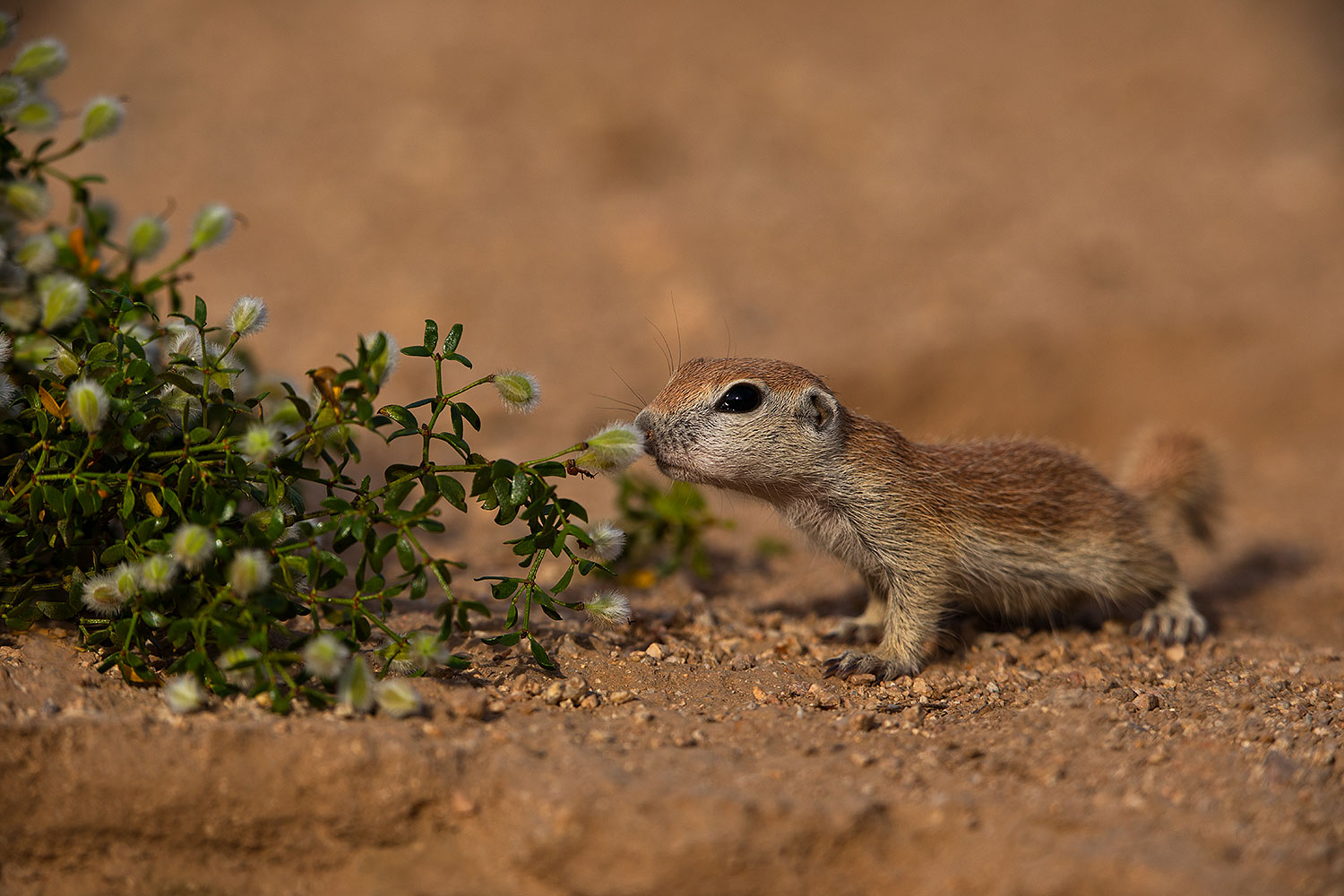 2019-05-15-gv-creatures-viv1-5d4_5508