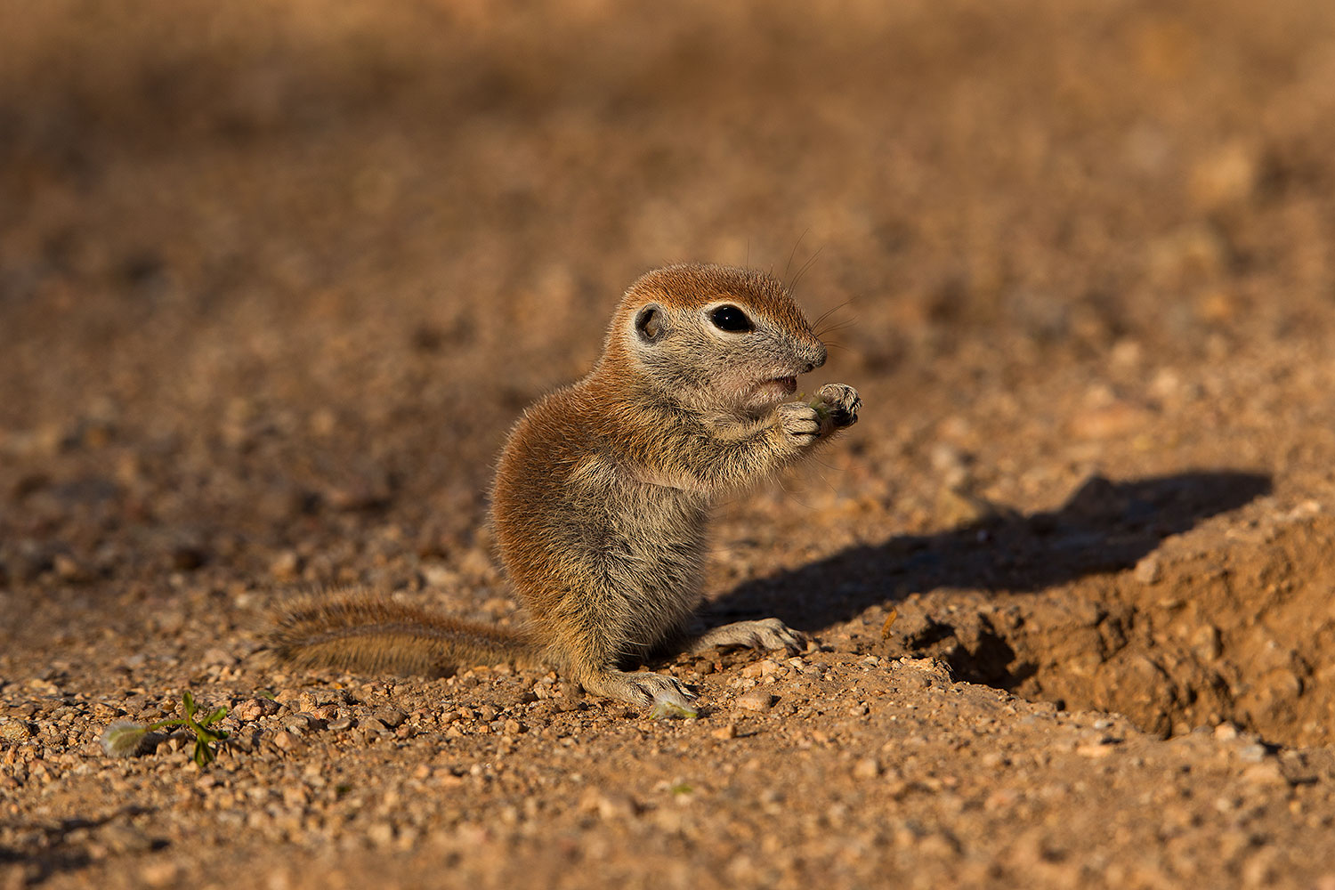 2019-05-17-gv-creatures-viv1-5d4_7705