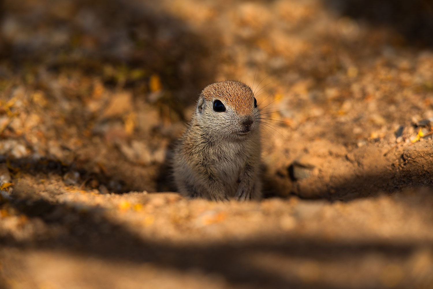 2019-05-21-gv-creatures-viv1-5d4_9275