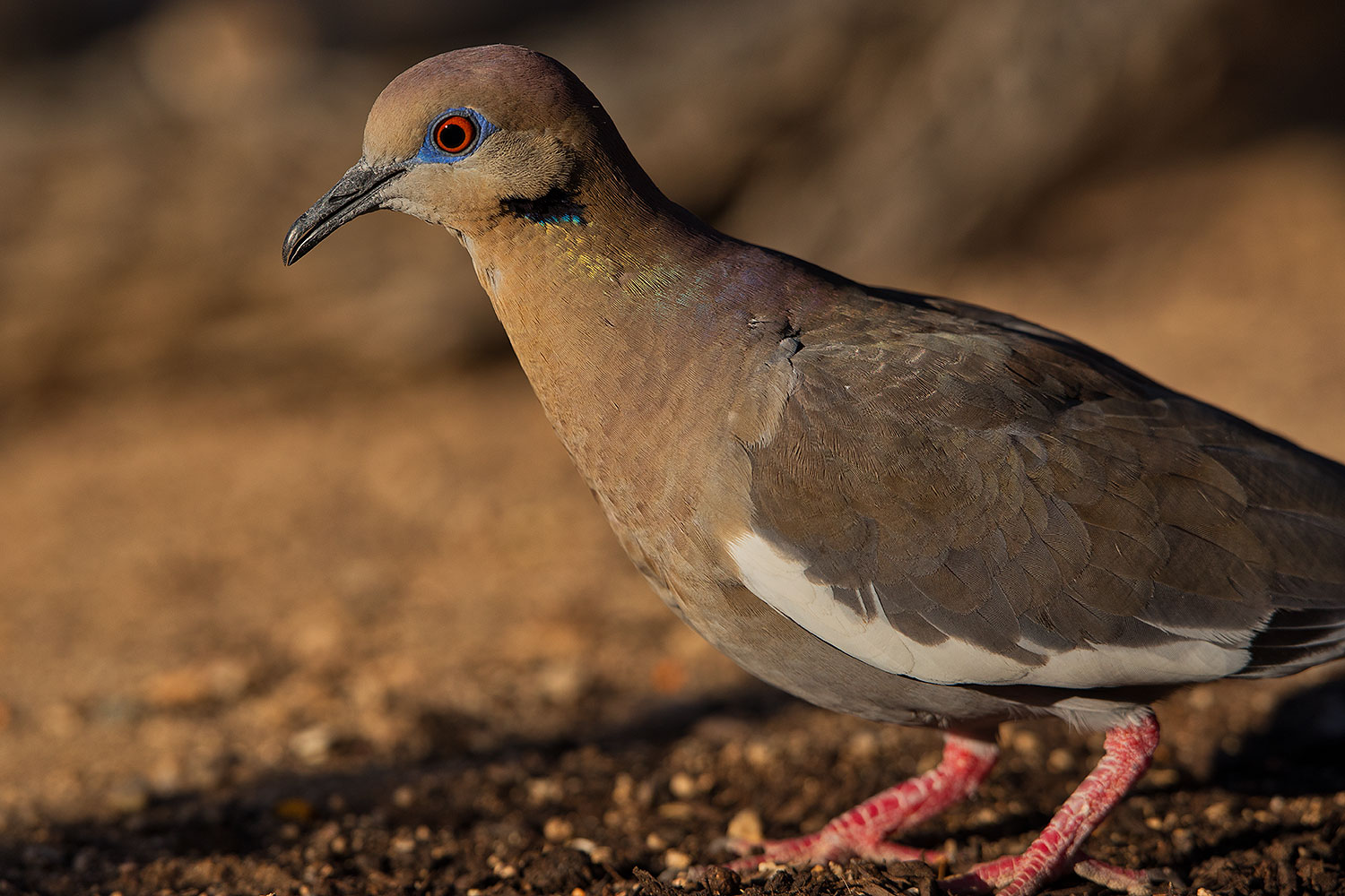 2019-05-25-gv-dove-ton1-5d4_12685