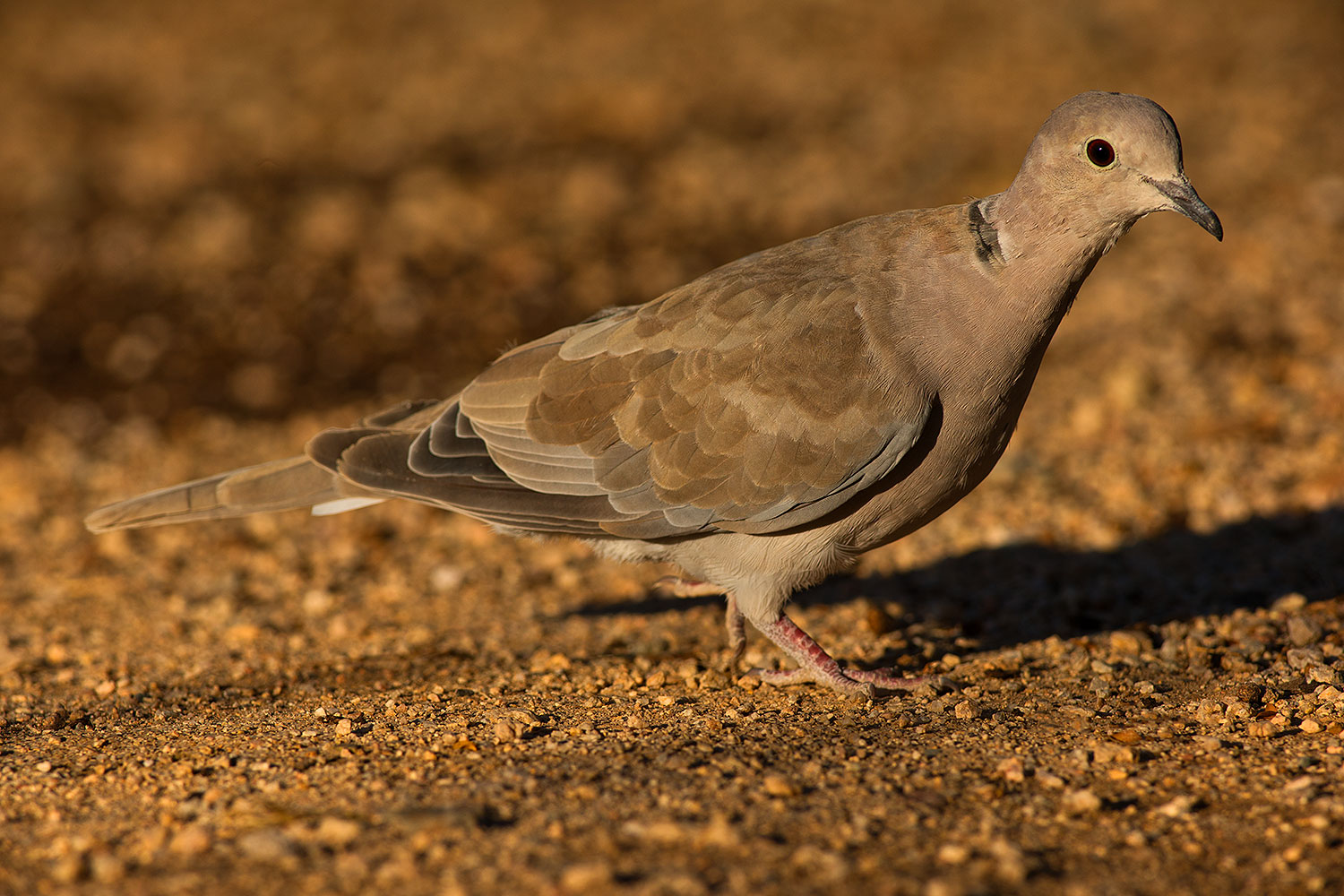 2019-06-05-gv-dove-viv1-a7r3_15167